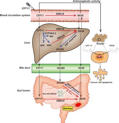 Microbiota-Host-Irinotecan Axis: A New Insight Toward Irinotecan Chemotherapy